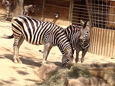 zoo of Barcelona