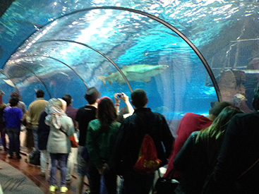 Visite du l'aquarium de Barcelone