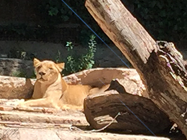 Visite du Zoo de Barcelone